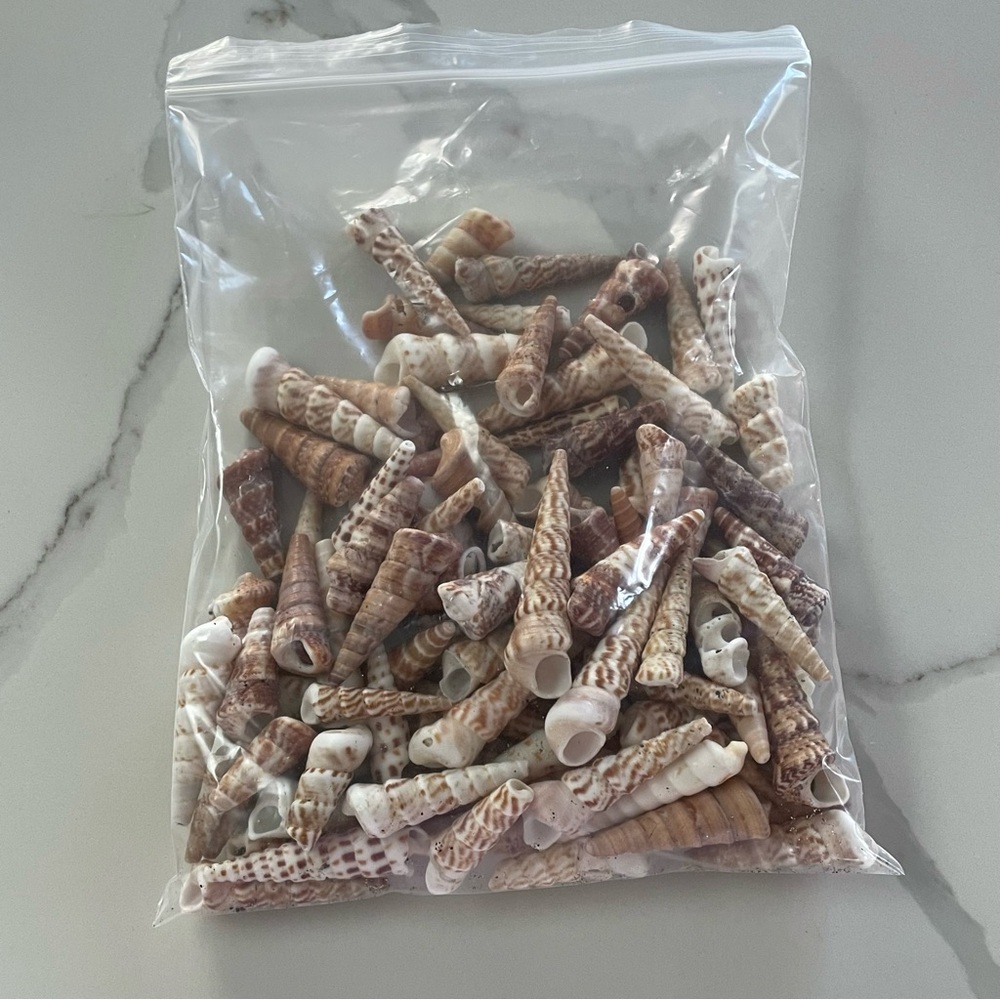 1.5lb Bag of Assorted Terebra Turritella Seashells